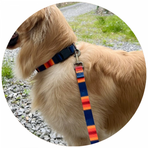 Collars & Leashes (Rantai & Tali)